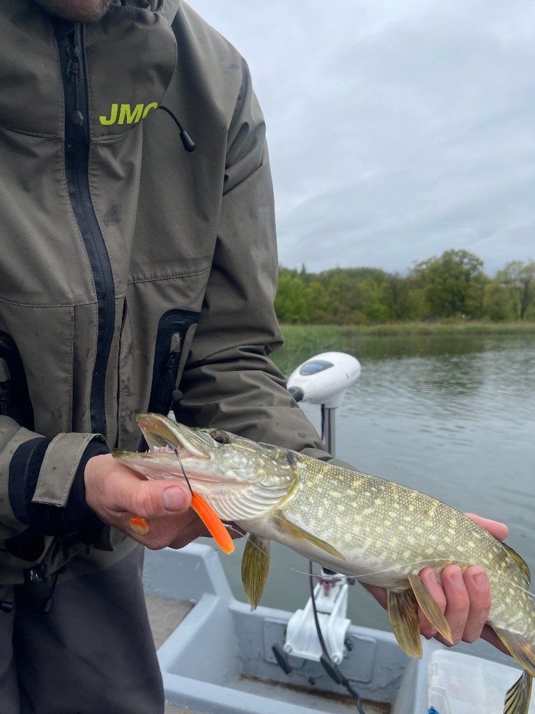 Un Brochet