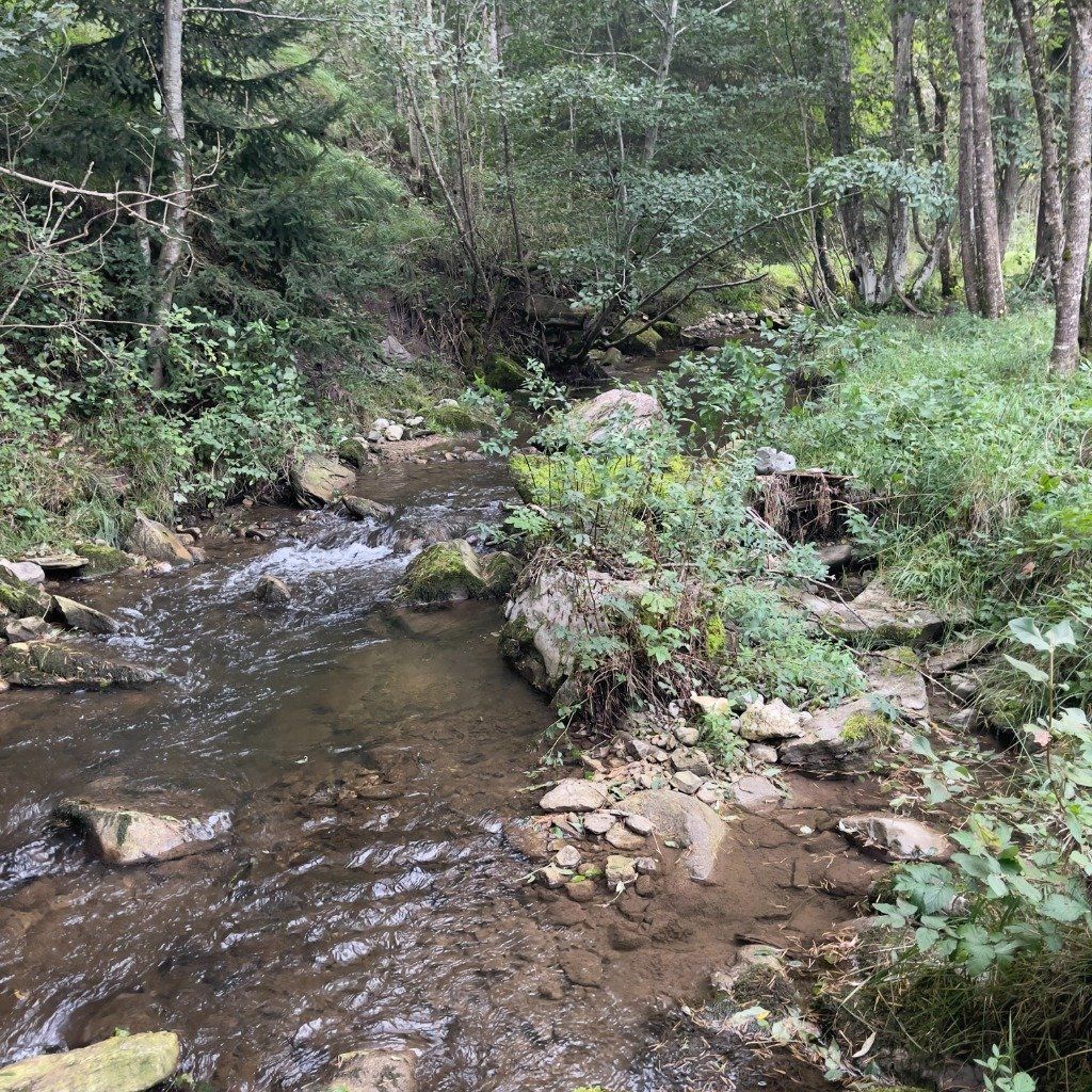 Un Photo d'un ruisseau que l'on pêche avec les amis