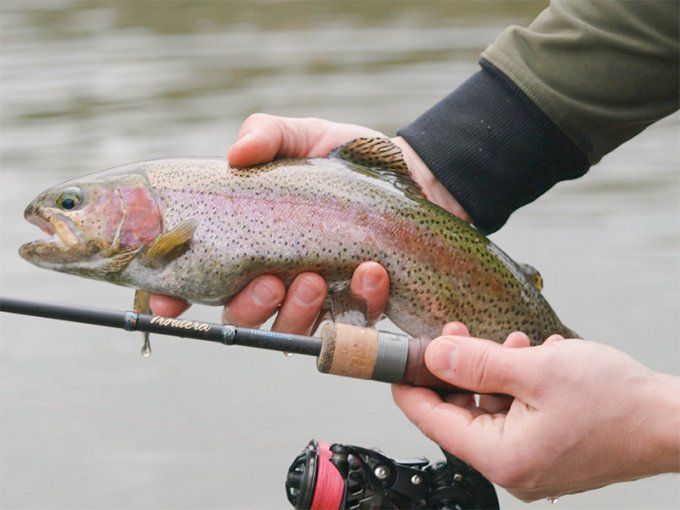  TROUTERA HardLure DELPHIN