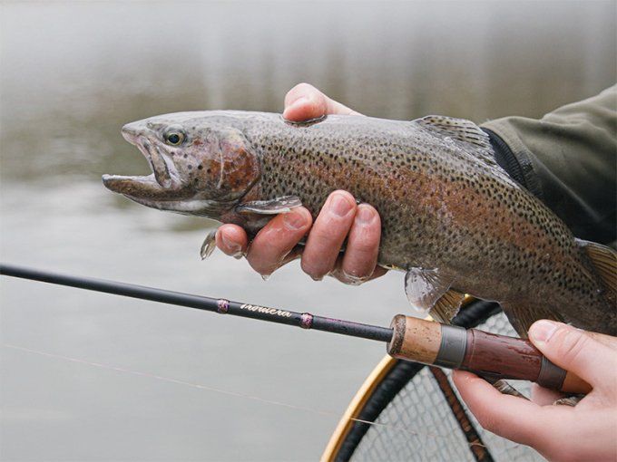 CANNE TROUTERA SOFTTLURE DELPHIN