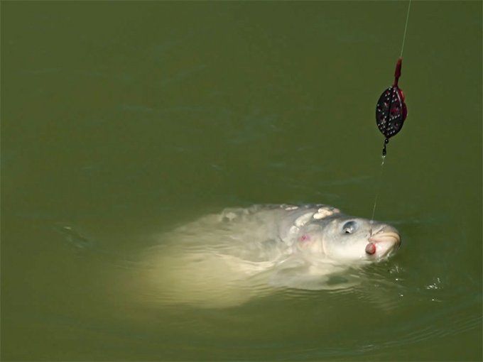  MOULE METHOD QUIS FEEDER DELPHIN